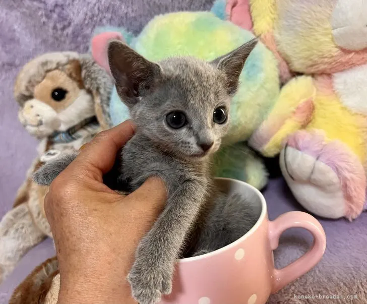 ID:2205-01381の子猫