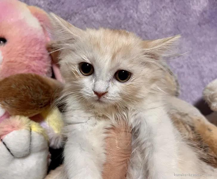 ID:2203-00256の子猫