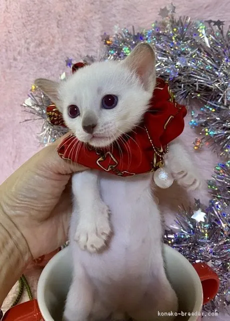 ID：2003-00189の子猫