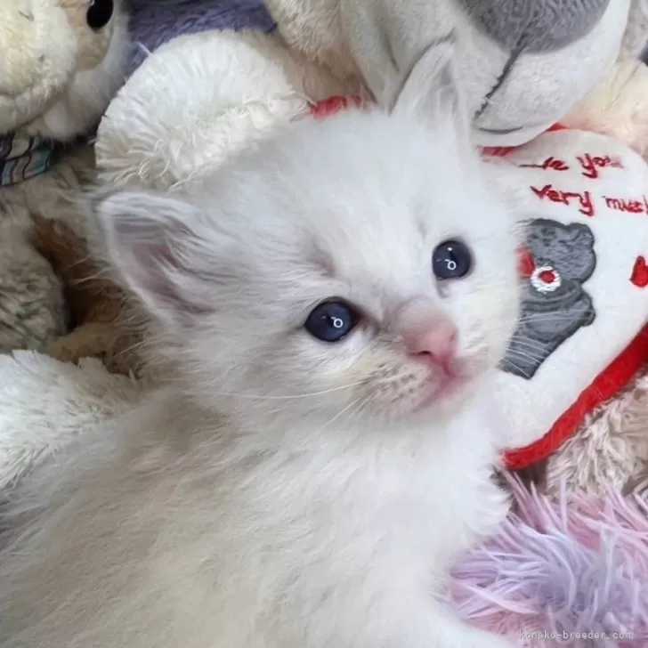 ID:2401-00353の子猫