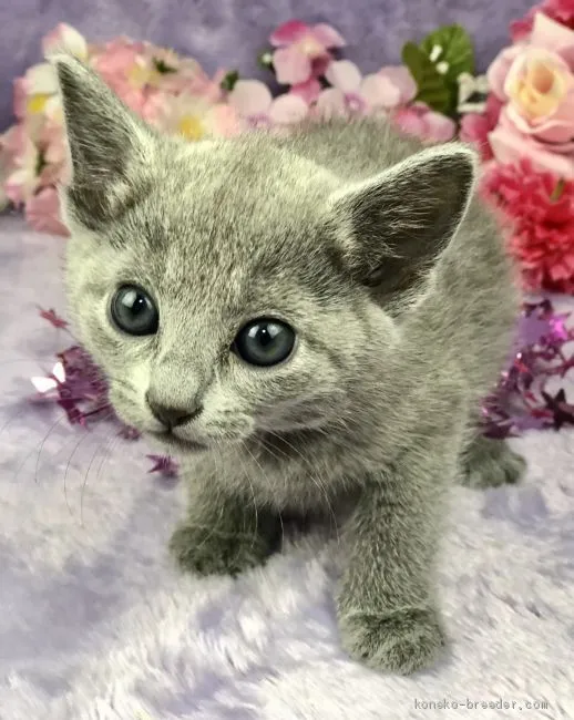 ID：1904-01134の子猫