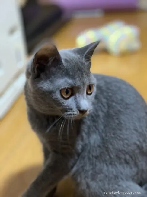 ID：2105-00270の子猫