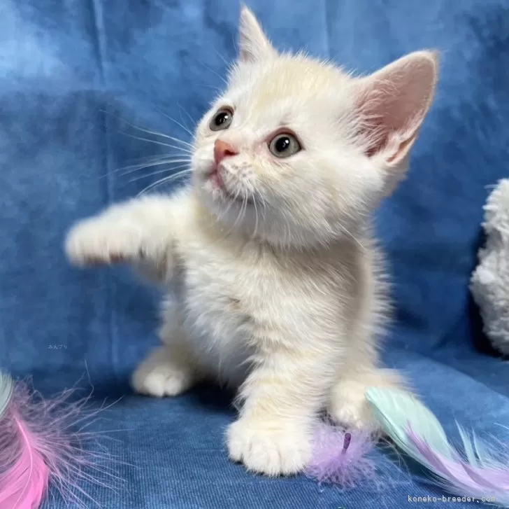 ID:2405-01446の子猫