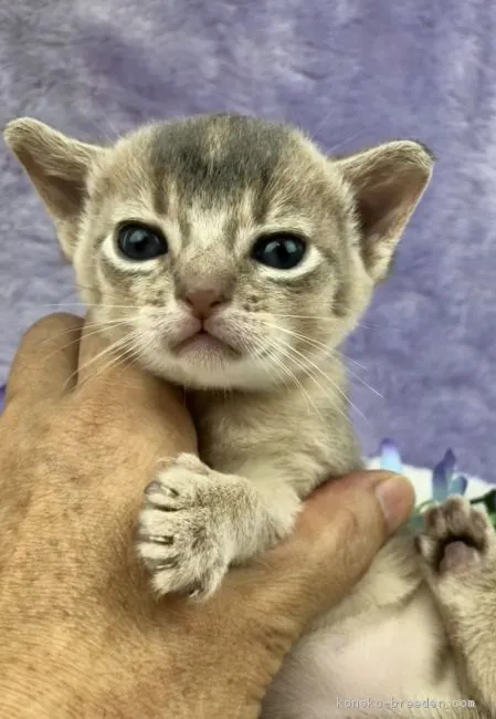 ニャンコロリン 様のお迎えした子猫