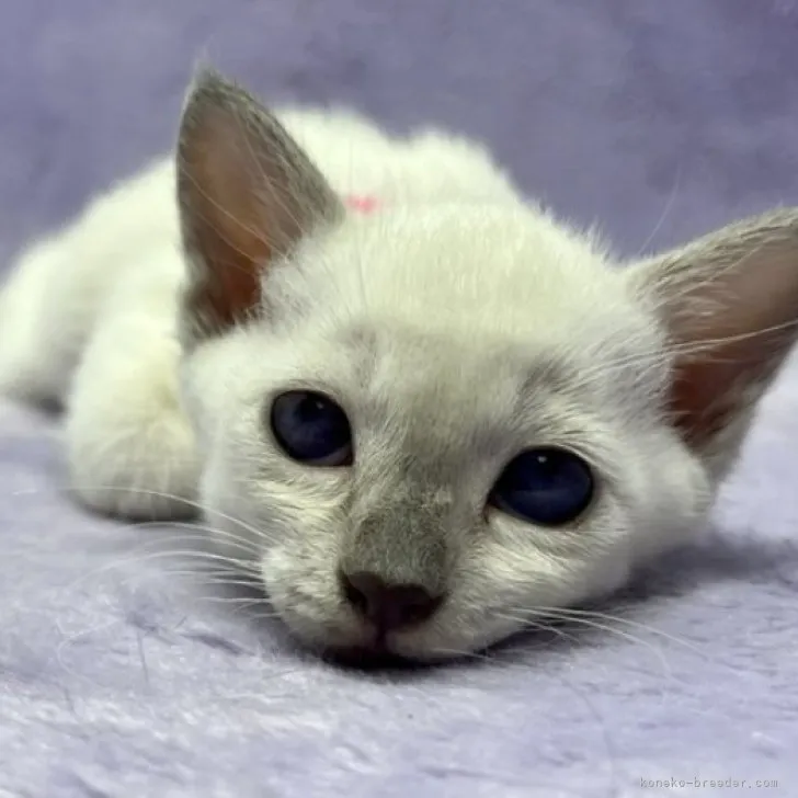 ID：2308-01517の子猫