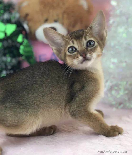 ID:1811-00990の子猫