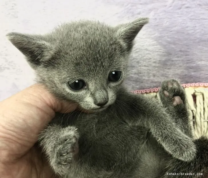 こねこーちん（｀・ω・´） 様のお迎えした子猫