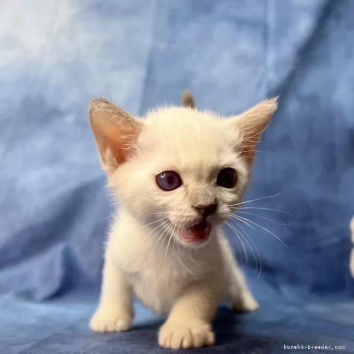 ID:2403-02372の子猫