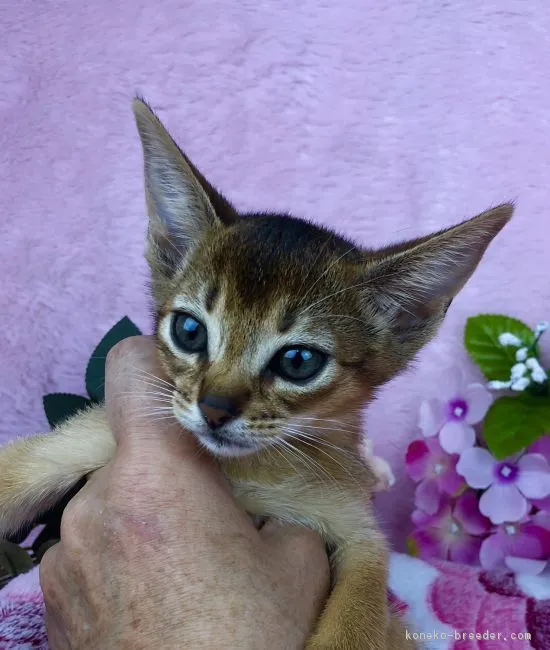 ID：1812-01019の子猫