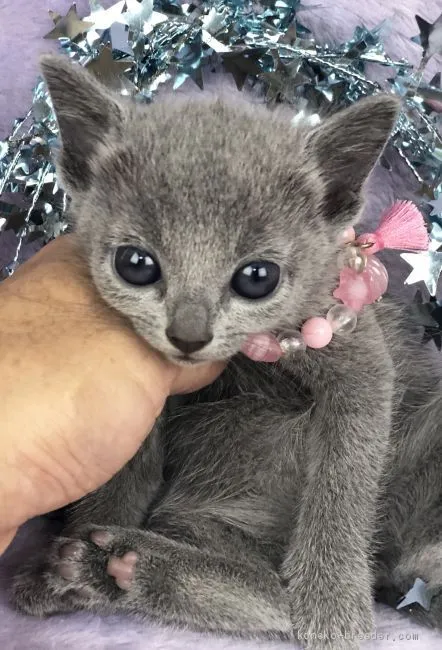 LVMH 様のお迎えした子猫