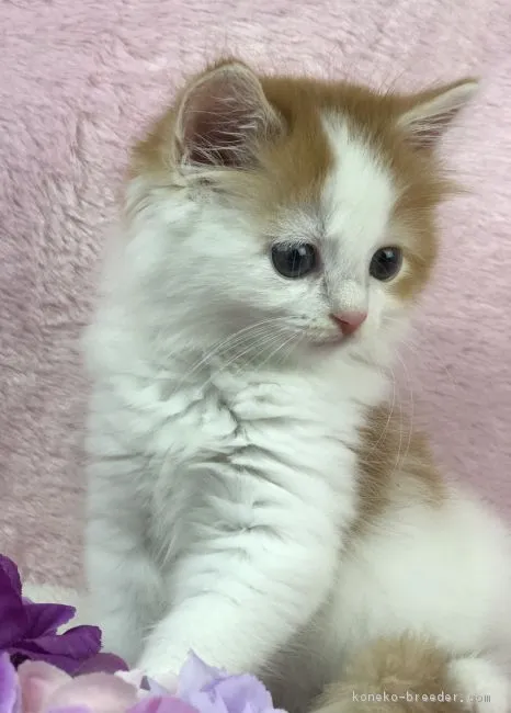 すが 様のお迎えした子猫