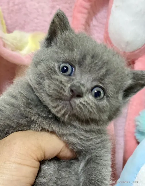 ID：2008-00749の子猫