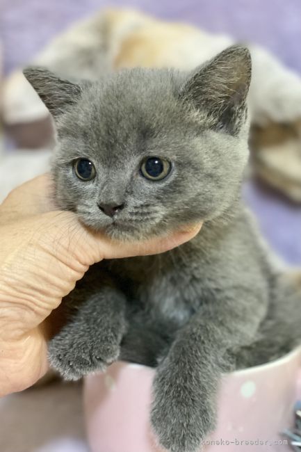 ブリティッシュショートヘア 千葉県 男の子 21年6月28日 ブルー ブーツと膨れた ほっぺだが ブリらしくて可愛い です みんなの子猫ブリーダー 子猫id 2108 ブリティッシュショートヘア 千葉県 男の子 21年6月28日 ブルー ブーツと膨れた ほっぺだが ブリらしくて可愛い です みんなの子猫ブリーダー 子猫id 2108