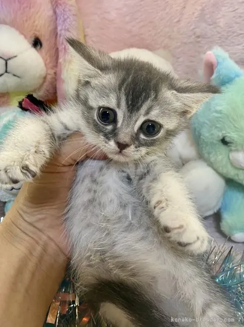 ID:2105-01171の子猫