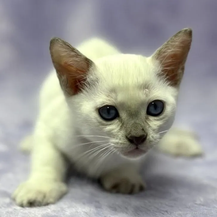 ナイトのママ 様のお迎えした子猫