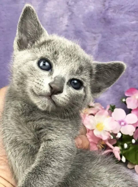 サンチェル 様のお迎えした子猫
