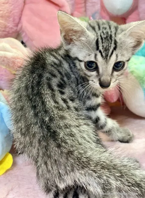 ID:2008-00884の子猫