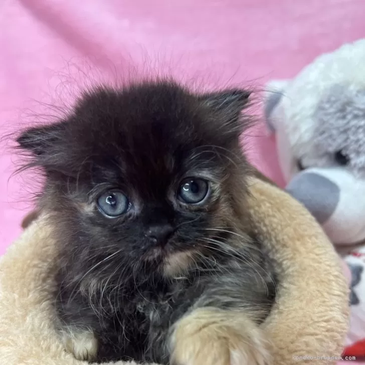 ID:2409-03258の子猫