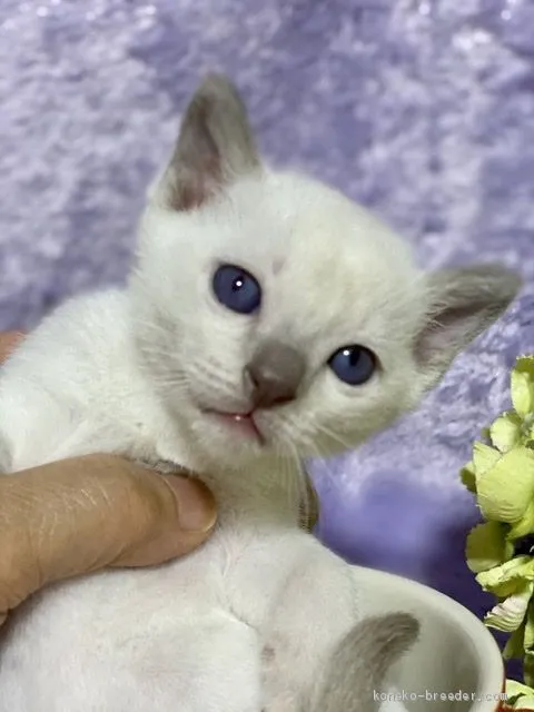 ID：2005-00008の子猫