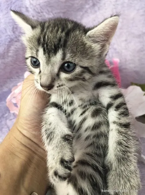 ID:1908-00150の子猫