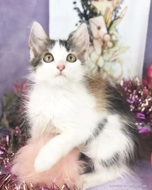 ID：1808-01285の子猫