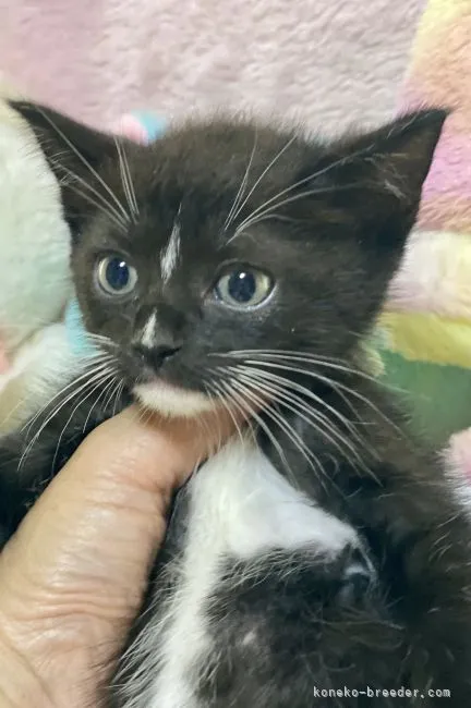 ID：2105-01532の子猫