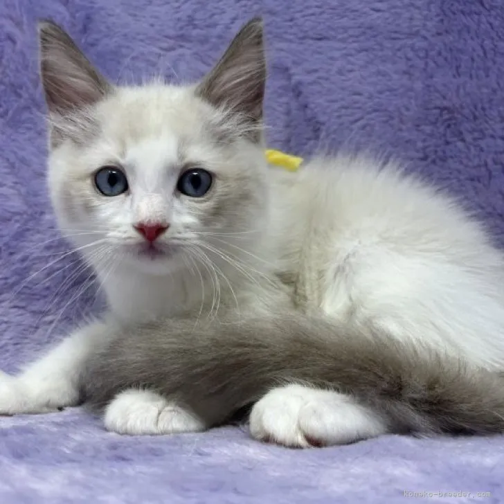 ID：2308-02480の子猫