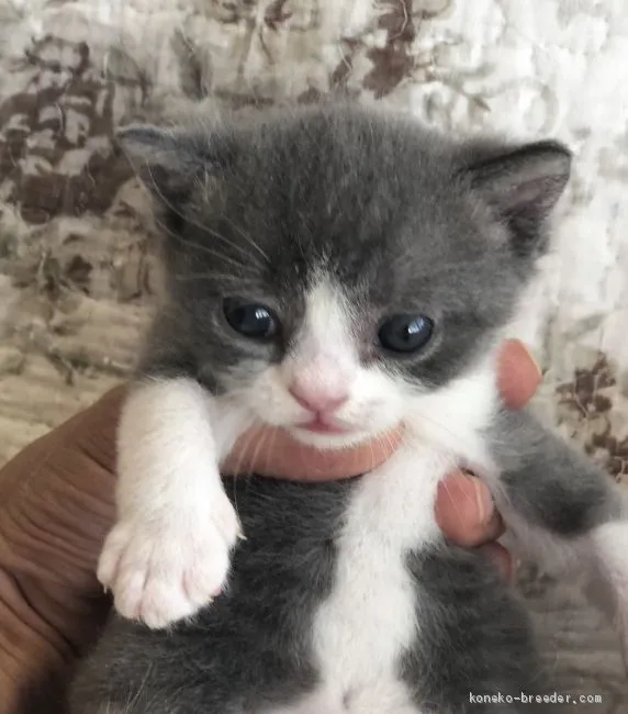 ID：1908-00267の子猫