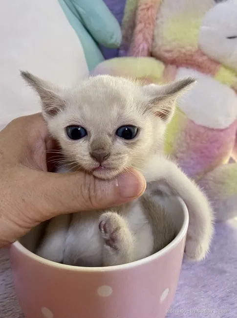 ID：2107-01427の子猫