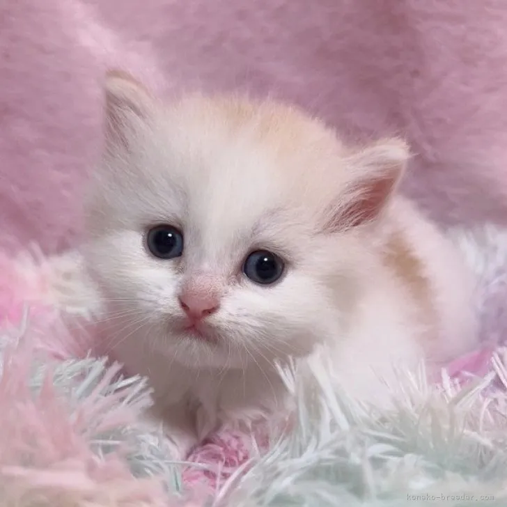 ID：2311-01188の子猫