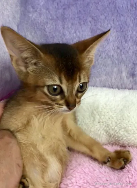 ID：1803-01124の子猫
