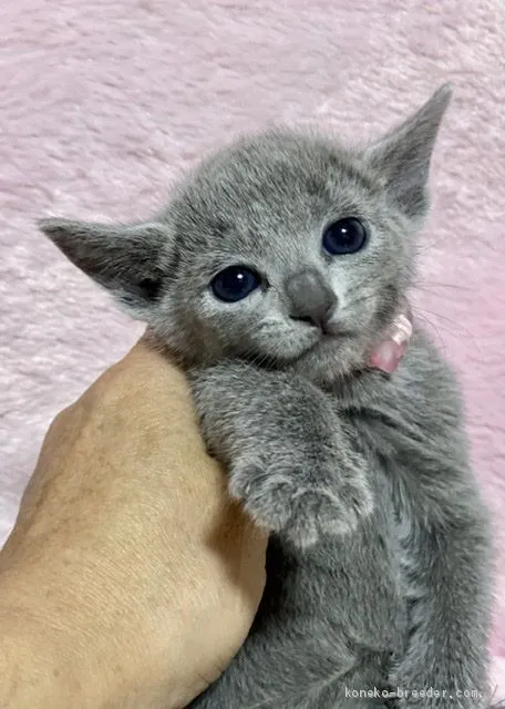 S.K 様のお迎えした子猫