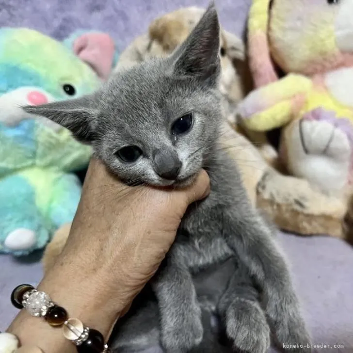 マキ 様のお迎えした子猫