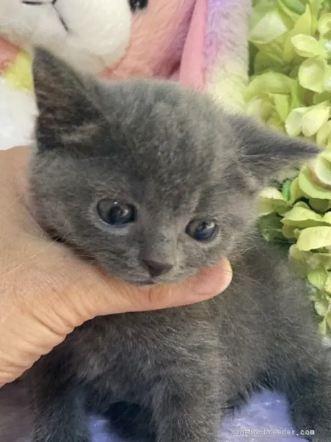 オダヤ 様のお迎えした子猫