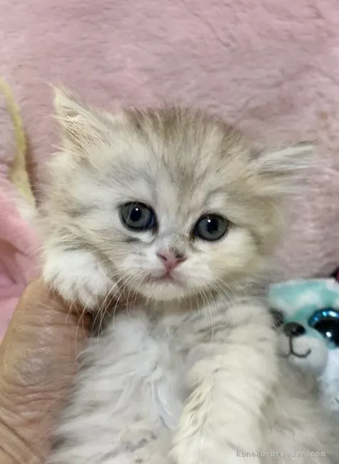 ID:2105-00565の子猫