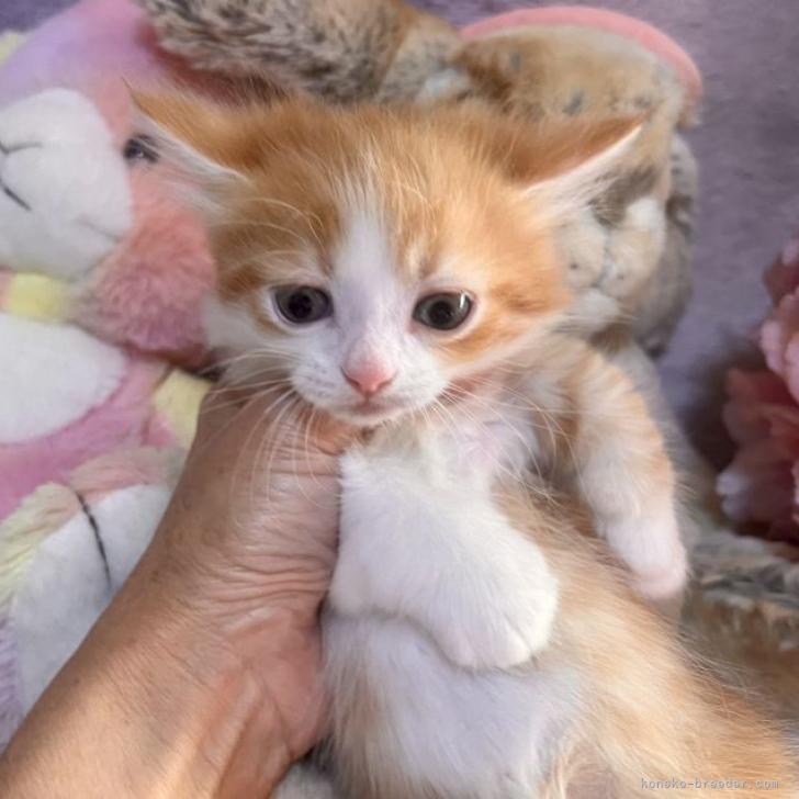マンチカン 短足 千葉県 男の子 22年9月15日 レッド ホワイト ちょっと長めの短足の男の子です みんなの子猫ブリーダー 子猫 Id 2210 マンチカン 短足 千葉県 男の子 22年9月15日 レッド ホワイト ちょっと長めの短足の男の子です みんなの子猫ブリーダー 子猫 Id 2210