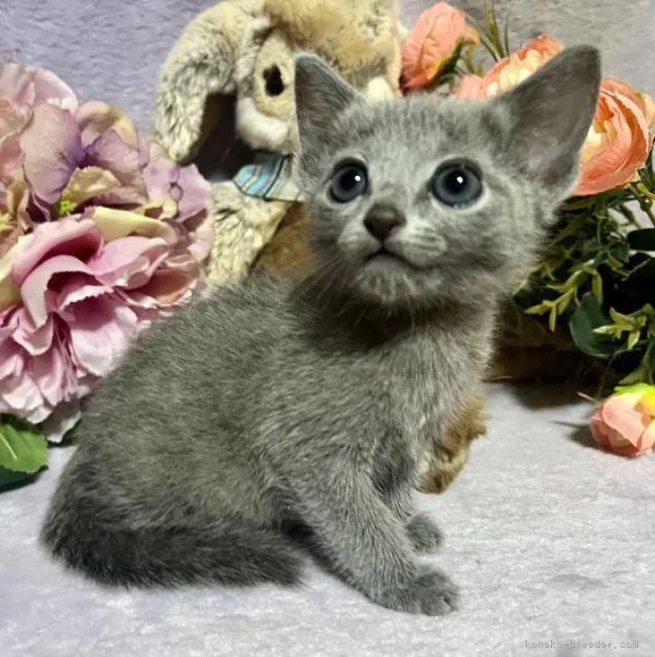 ID：2211-00877の子猫