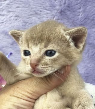 アビシニアン【千葉県・男の子・2018年7月4日・フォーン（短毛）】の写真「父親は、CFAのグランドチャンピオンの優良血統です」