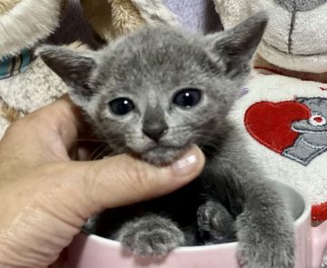 ロシアンブルー【千葉県・女の子・2021年11月26日・ブルー   黄色リボン（短毛）】の写真「父親は、CFAのチャンピオンの優良血統です。」