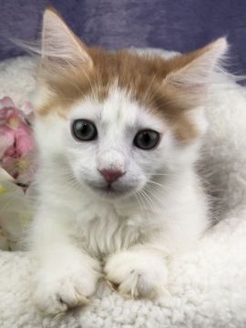 マンチカン(短足)【千葉県・男の子・2019年1月3日・レッド&ホワイト（長毛）】の写真「綺麗な優しい色合いのマンチカンの男の子です。」