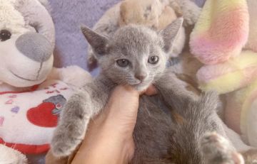 ロシアンブルー【千葉県・男の子・2021年11月30日・ブルー(水色リボン)（短毛）】の写真「父親は、CFAのチャンピオンの優良血統です。」