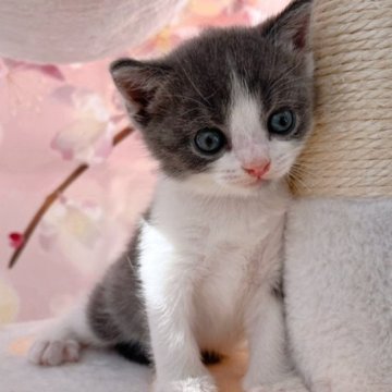 ブリティッシュショートヘア【千葉県・男の子・2023年9月8日・ブルー&ホワイト（短毛）】の写真「生後10ヶ月迄、生命保証付きの猫ちゃん。お土産付き」