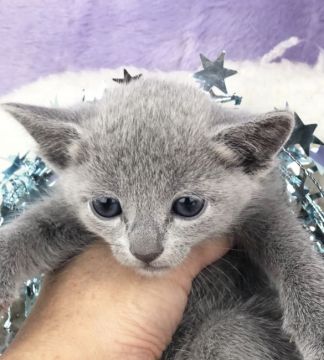 ロシアンブルー【千葉県・男の子・2019年3月21日・ブルー（短毛）】の写真「父親は、CFAのグランドチャンピオンの優良血統です」