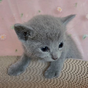 ロシアンブルー【千葉県・男の子・2024年1月24日・ブルー（短毛）】の写真「生後10ヶ月まで，生命補償付きの猫ちゃん。お土産付」