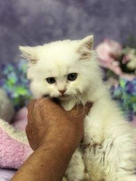 ラガマフィン【千葉県・男の子・2018年6月15日・クリーム&ホワイト（長毛）】の写真「とっても、淡い色のコートカラークリームの男の子です」