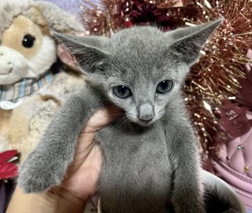 ロシアンブルー【千葉県・女の子・2021年10月18日・ブルー（短毛）】の写真「パパママもグランドチャンピオンの優良血統書」