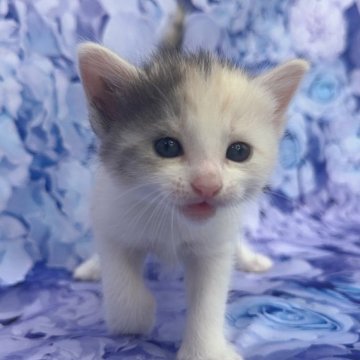 ミックス【千葉県・女の子・2023年10月13日・ダイリユートキャリコ（短毛）】の写真「生後10ヶ月まで生命補償付きのアンさん猫ちゃん。」
