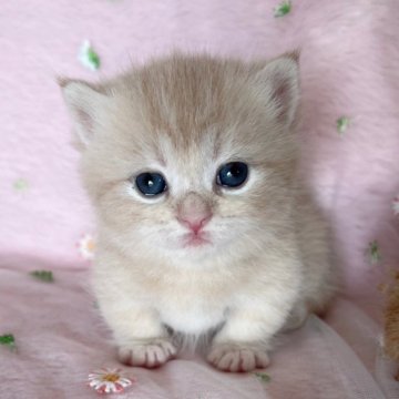 マンチカン(短足)【千葉県・男の子・2024年1月27日・クリームタビー（短毛）】の写真「生後10ヶ月迄，生命保証付きの猫ちゃん。お土産付き」