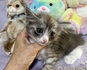 サイベリアン【千葉県・男の子・2022年3月27日・シルバータビー&ホワイト（長毛）】の写真「綺麗なシルバーのコートです。」