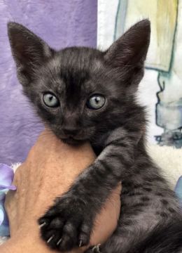 エジプシャンマウ【千葉県・男の子・2018年7月14日・スモーク（短毛）】の写真「父親は、CFAのチャンピオンの優良血統です。」